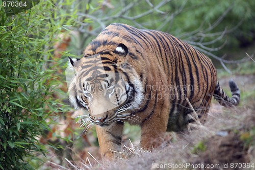 Image of tiger