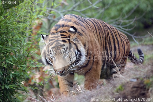 Image of tiger