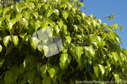 Image of Green plants in Mexico