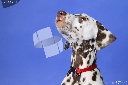 Image of Dalmation