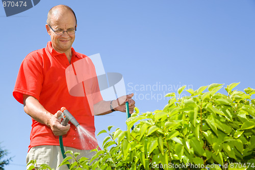 Image of Middle-aged man watering plants