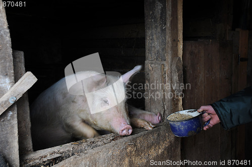 Image of Feeding the Pig