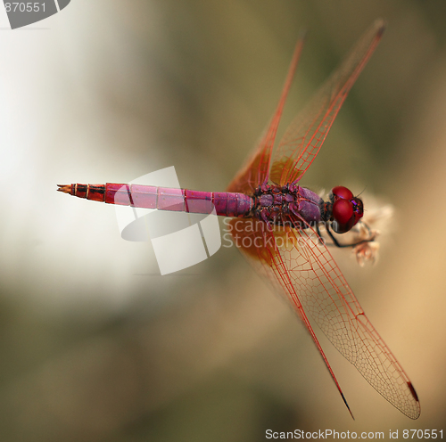 Image of Dragonfly in Qatar