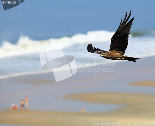 Image of Black kite in flight