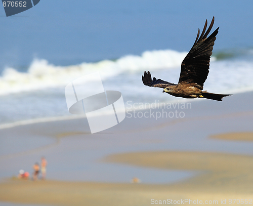 Image of Black kite in flight