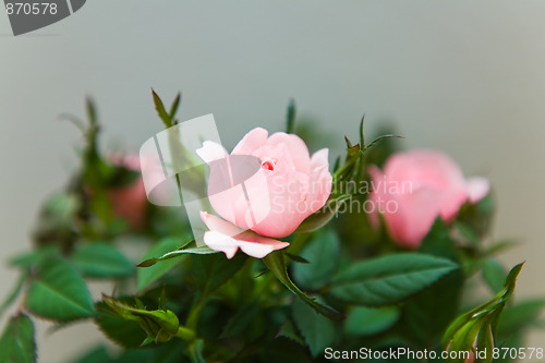 Image of Pink rose