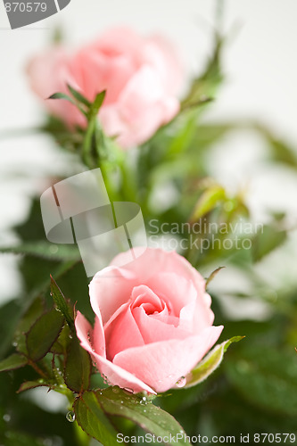 Image of Pink roses