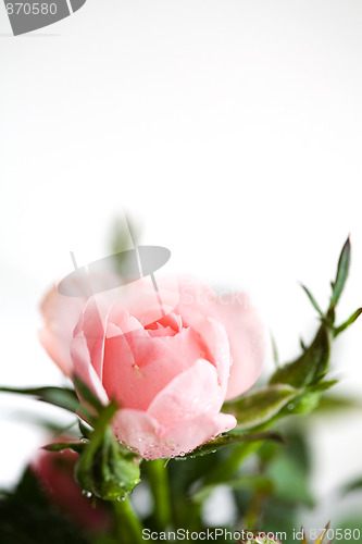 Image of Pink rose