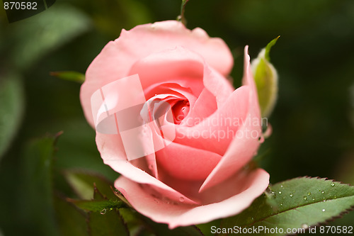 Image of Pink rose