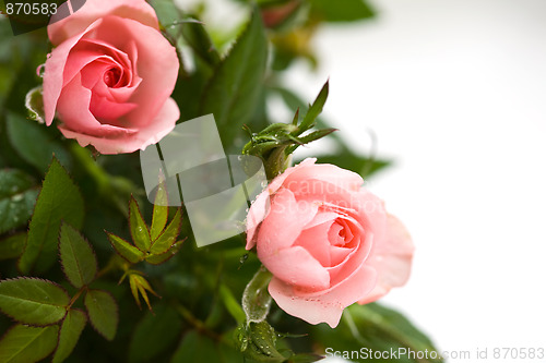 Image of Pink roses