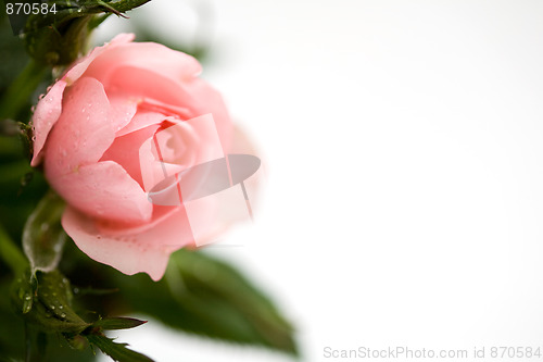 Image of Pink rose