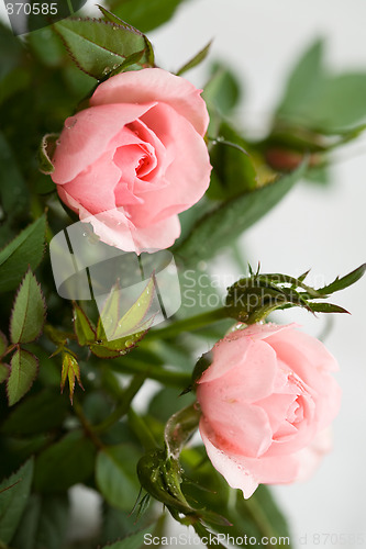 Image of Pink roses