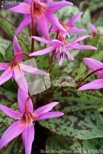 Image of Dogtooth Violet Erythronium dens-canis