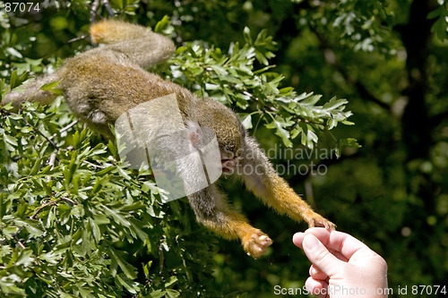 Image of Monkey getting fed