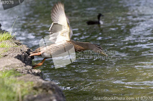 Image of Taking off