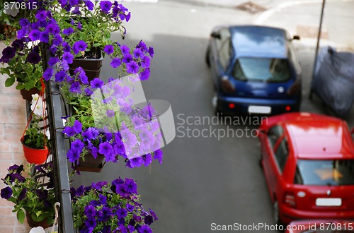 Image of Petunias on balcony