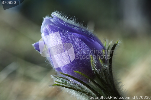 Image of Blue Crocus