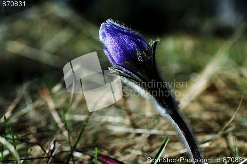 Image of Blue Crocus