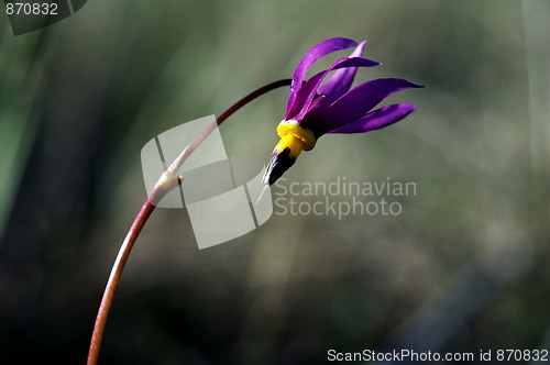 Image of Shooting Star