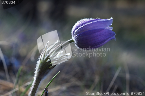 Image of Blue Crocus