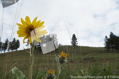 Image of Balsam Root against sky