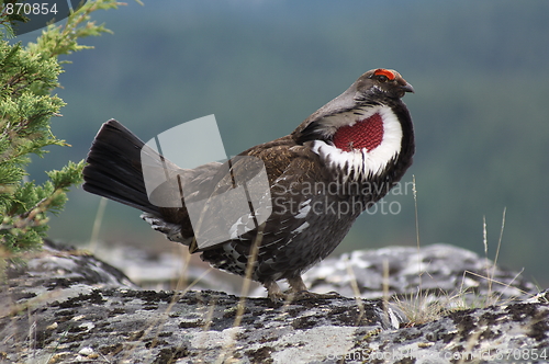 Image of Blue Grouse 01