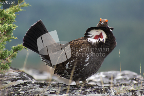 Image of Blue Grouse 02