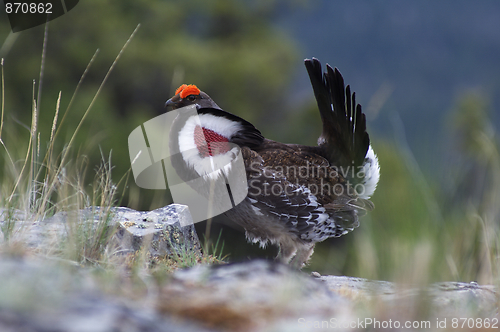 Image of Blue Grouse 04