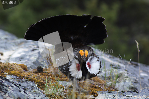 Image of Blue Grouse 05