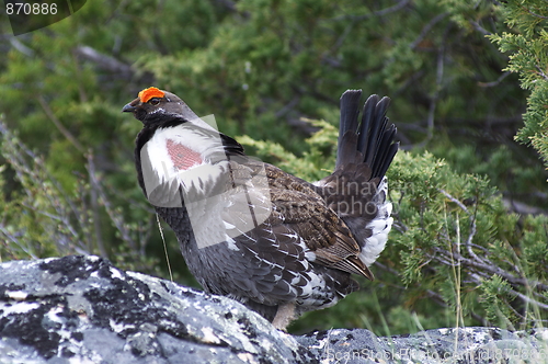 Image of Blue Grouse 28