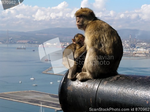 Image of Barbary Apes in Gibralter