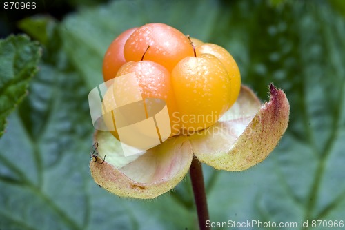 Image of Cloudberry