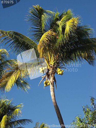 Image of coconut tree in the blue sky