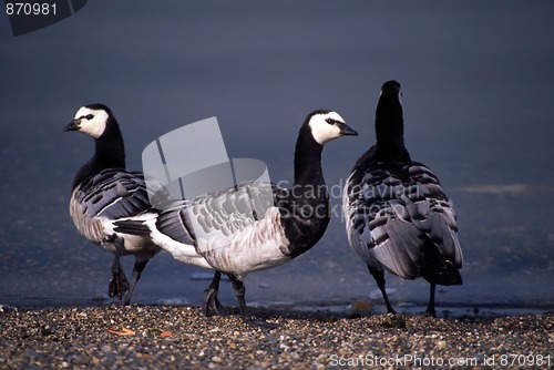 Image of Barnacle Goose