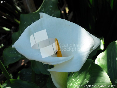 Image of Fly on the lily