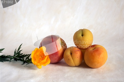 Image of peaches with flower on painted background