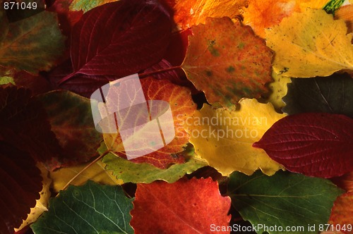 Image of Red Leaves