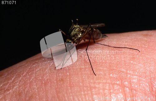 Image of Mosquito sucking blood