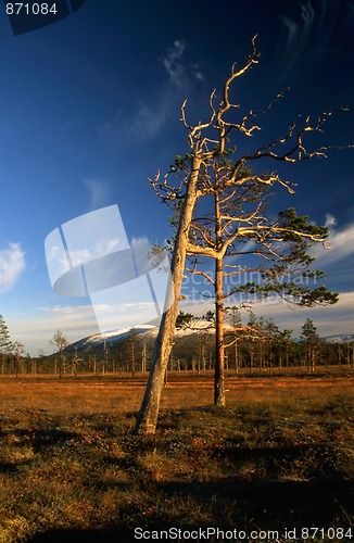 Image of Lonely trees in the field of autumn
