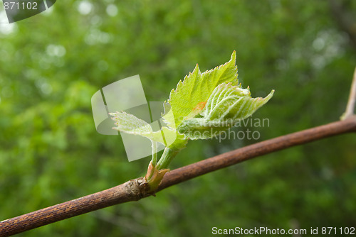 Image of vine green leaves