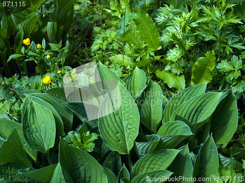 Image of Bog Garden