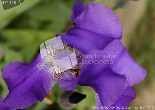 Image of Violet gladiolus
