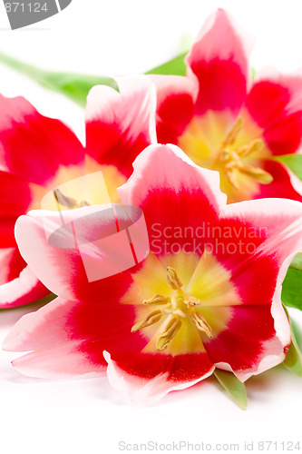 Image of pink tulips