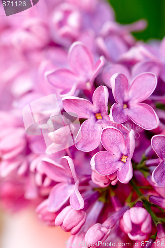 Image of fresh lilac flower