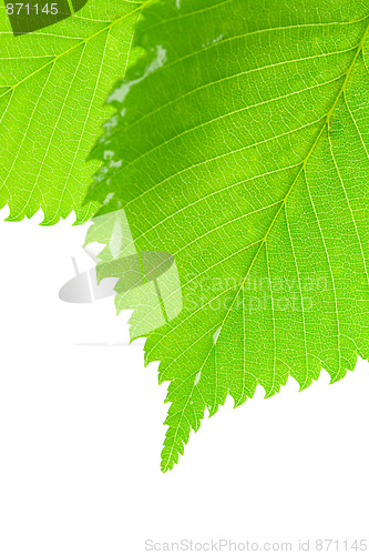 Image of green leafs