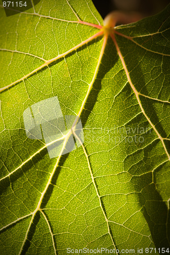 Image of Dramatically Lit Grape Leaf on the Vine