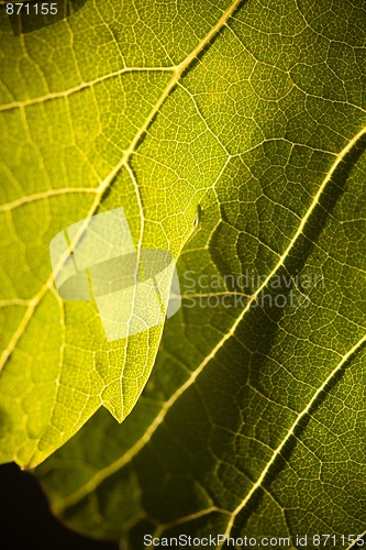 Image of Dramatically Lit Grape Leaf on the Vine