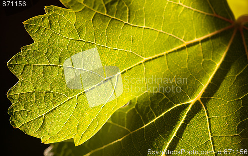 Image of Dramatically Lit Grape Leaf on the Vine