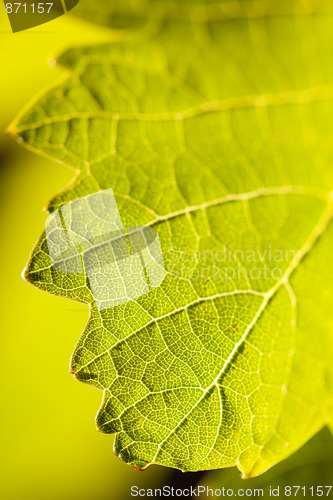 Image of Dramatically Lit Grape Leaf on the Vine