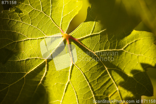 Image of Dramatically Lit Grape Leaf on the Vine